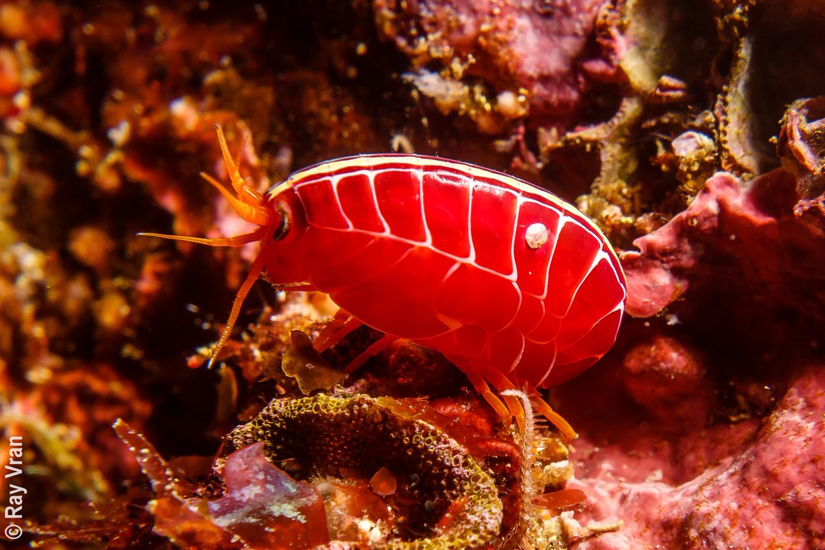 Our #invertebrates of the week are #amphipods! Ready to learn a little about them? #wildoz #ausinverts #ozinverts #amphipoda 🧵 1/8 📷 red sea flea, Amaryllis philatelica, from near Montague Island, NSW. © Ray Vran (CC-BY-NC).