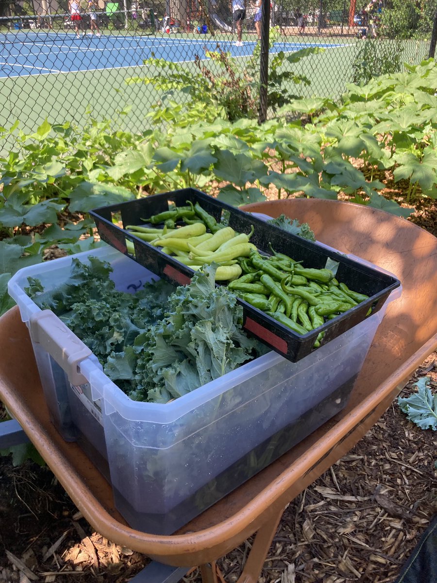 MillerANC1A05's tweet photo. Our very FIRST harvest ๐ฅฌ๐ถ at #PowellCommunalFarm providing almost 20lbs of fresh produce to Sacred Heart. A big s/o to @JoshsingerDC and all our volunteers for getting us up and runningโฆitโs just the beginning of big things for this tiny space! #UrbanFarming https://t.co/7EJLWxV7VW