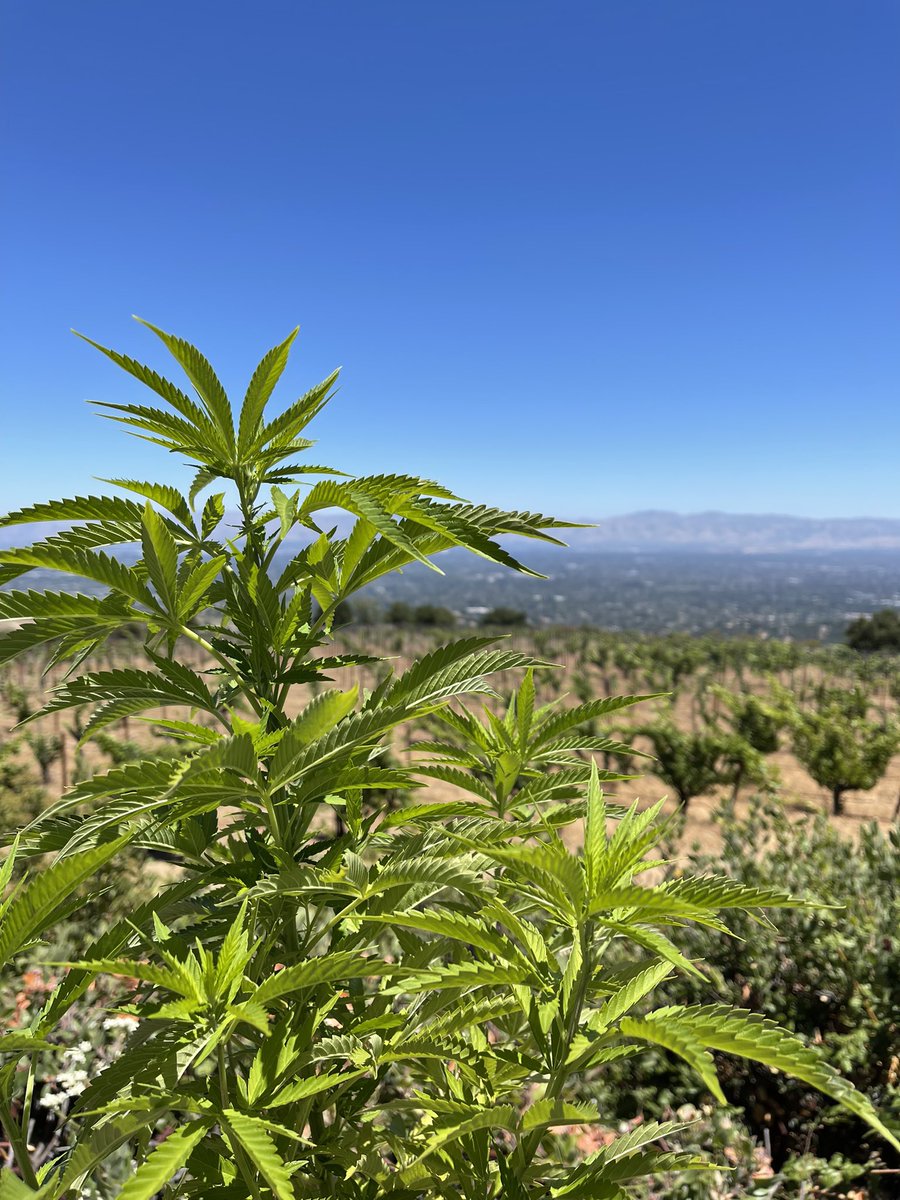 aethersovereign's tweet photo. @hexography I’ve been doing more of the Cali thing (and in that vein more of the cannabis in the foreground and less of the pinot noir in the background…) than the metaverse thing this week! 

So we are very much on the same page #wains 🤍 https://t.co/f34MoKNmxd