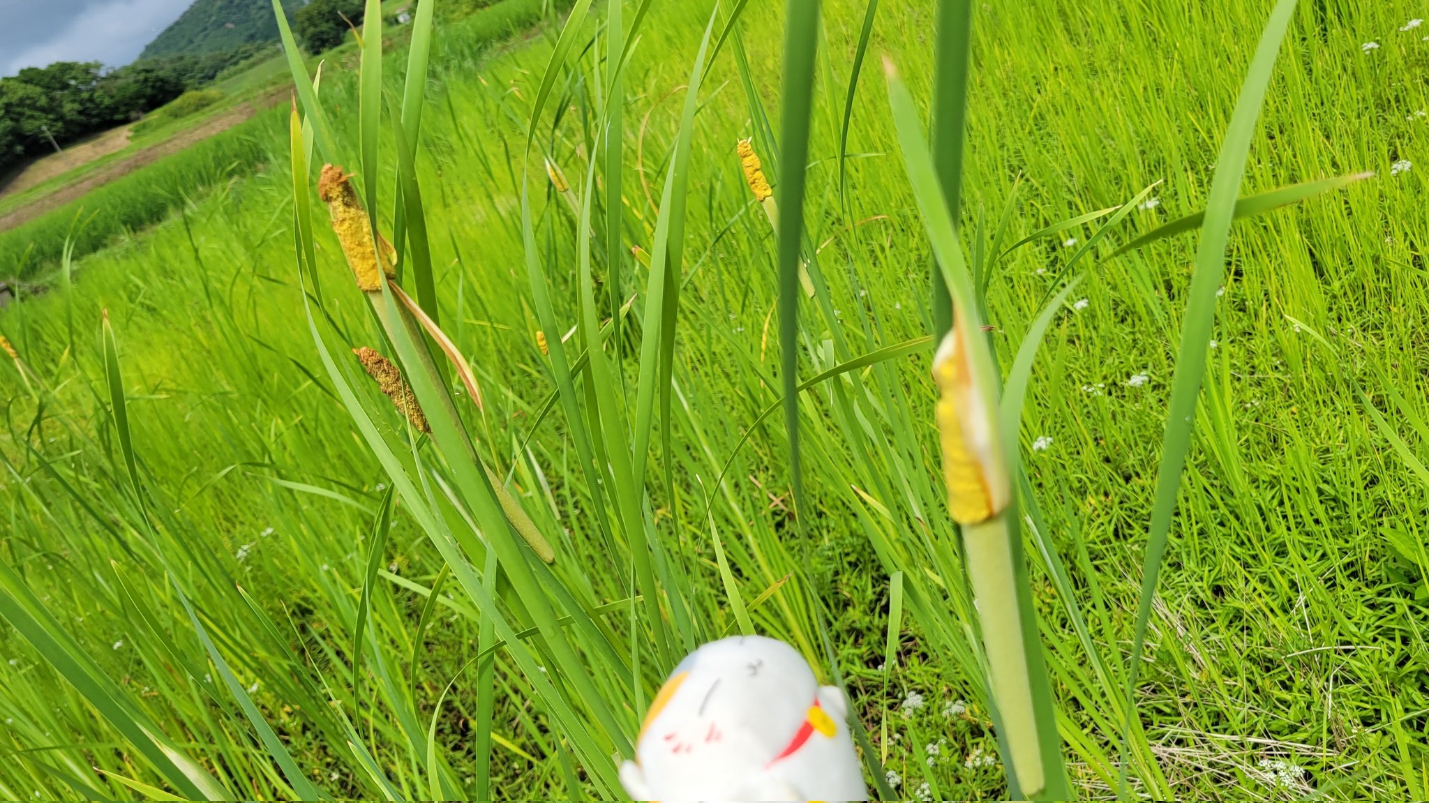 ニャンコ先生大好き 小蒲 コガマ 花言葉 見かけによらない優しさ 従順 花期はガマや姫ガマ より1ヶ月ほど遅い 黄色い部分が雄花 この後緑の雌花がアメリカンドッグのような茶色い蒲の穂になる 写真で伝えたい私の世界 T Co ニャンコ先生大好き 小蒲 コガマ 花言葉 見かけによらない優しさ 従順 花期はガマや姫ガマ より1ヶ月ほど遅い 黄色い部分が雄花 この後緑の雌花がアメリカンドッグのような茶色い蒲の穂になる 写真で伝えたい私の世界 T Co