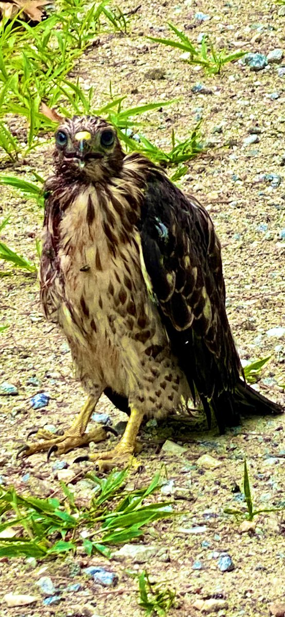 Souseman's tweet photo. Saved this #BroadWingedHawk ❤️ https://t.co/GXN94QNj1F