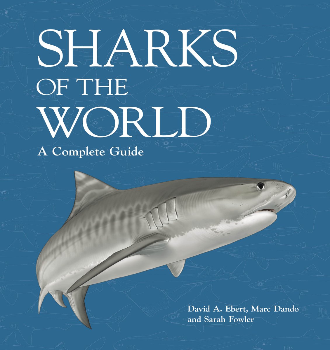 lostsharksguy tweet picture