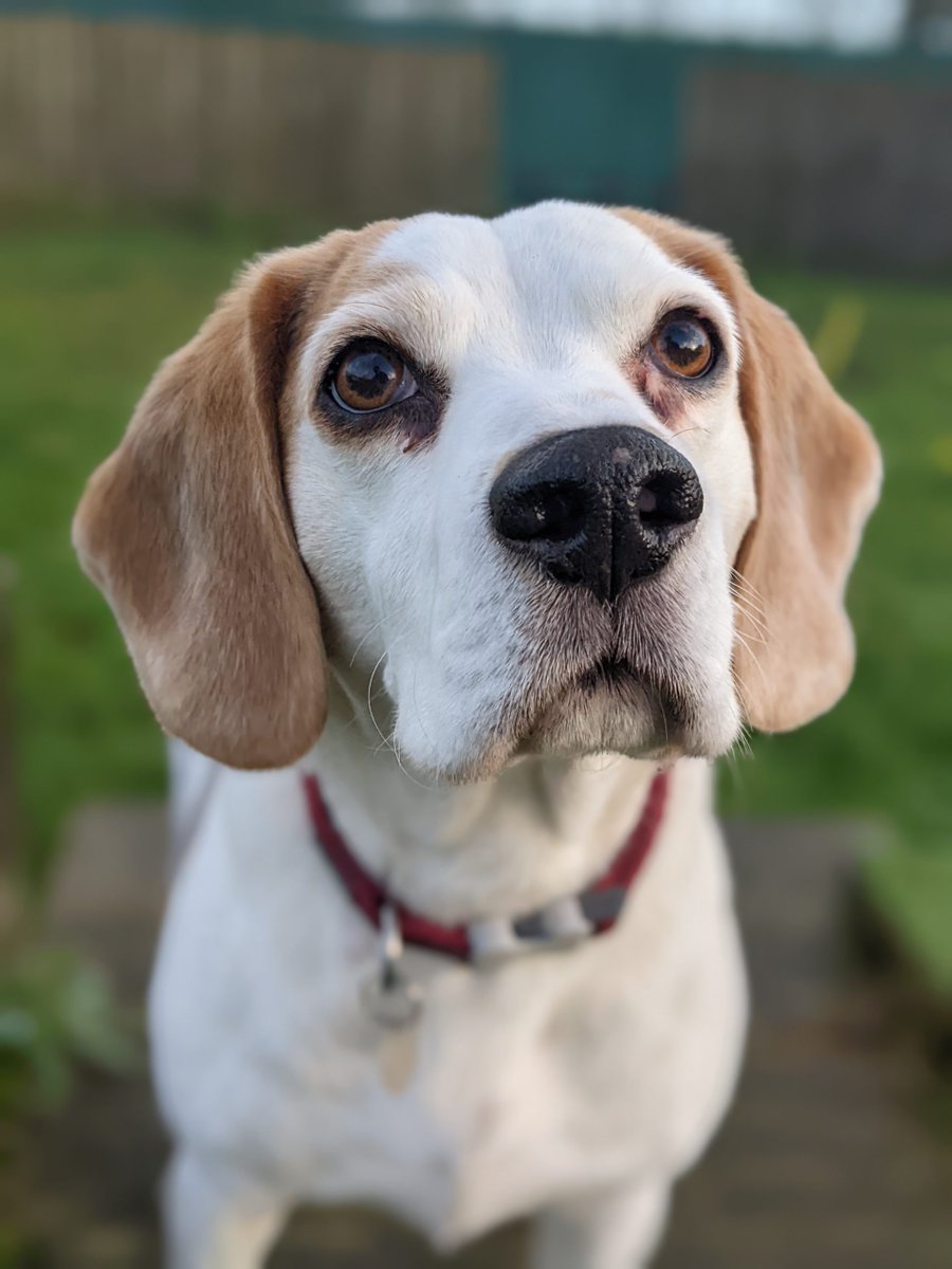 Please retweet to help Pepe find a home #LIVERPOOL #UK 

Aged 9, Pepe has been in this shelter for 8 years!!! 

He's looking for a special, adult home as the only pet. Please read full details or share widely to help? 🍀

DETAILS or APPLY👇
freshfields.org.uk/animals/pepe/
#dogs #Beagles
