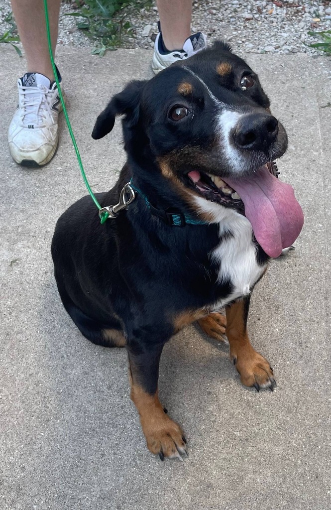 LostDogsIL's tweet photo. #DoYouKnowThisDog? (N Austin Ave &amp; W Lawrence Ave) #PortagePark #Chicago #CookCounty #IL 60630.  

Female - Terrier/German Shepherd Dog - Black/Brown/White.  #Found 07-14-2022

CONTACT: (773) 852-1383 
Email:  a2dd033f@contact.petfbi.org 

More Info: https://t.co/KSjBboKbYU 
To… https://t.co/EXUUHfKro5
