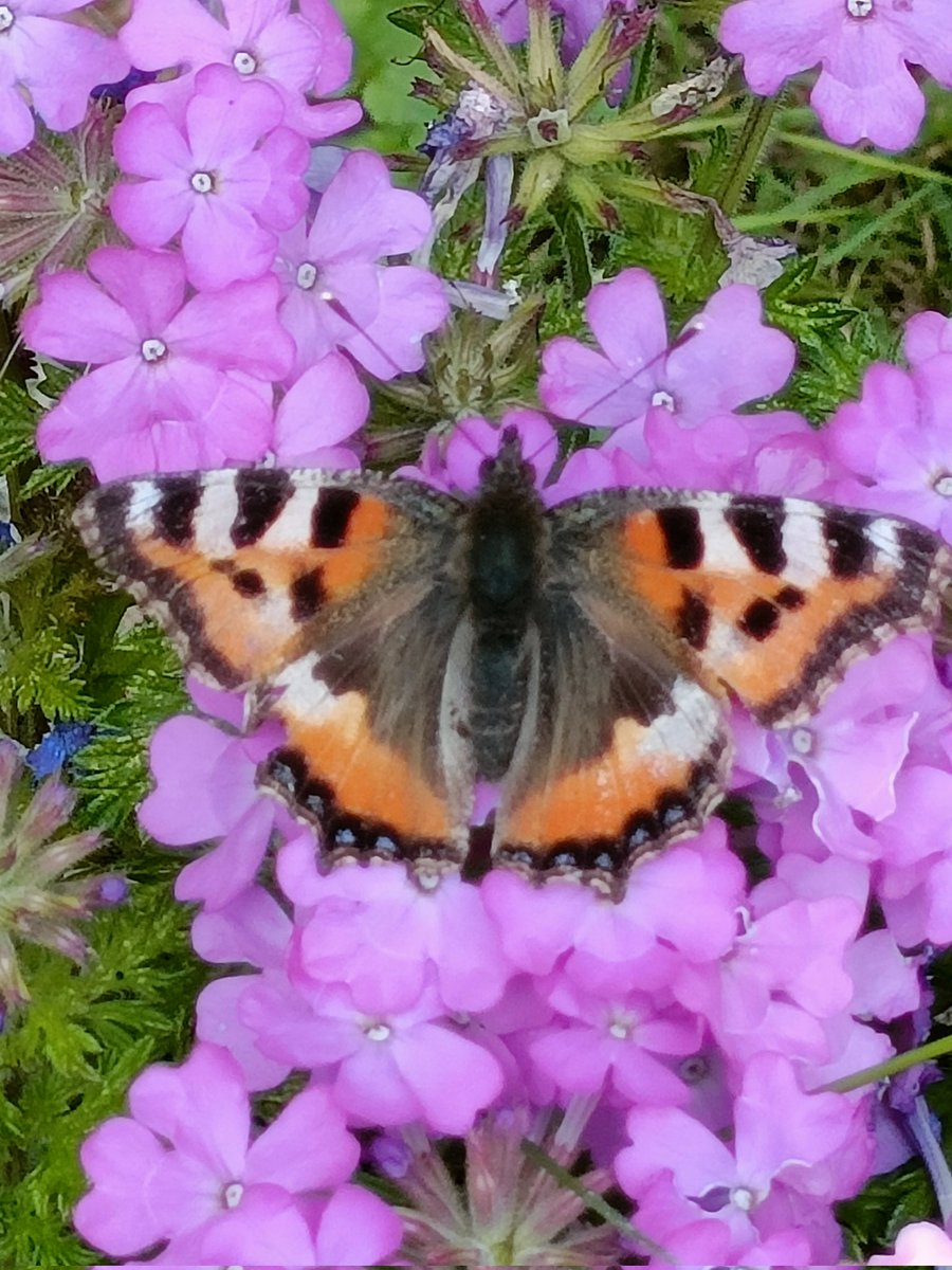 LucilleMeester's tweet photo. #buitenleven #vlinders in je tuin. Genieten https://t.co/z6XY6Bg90V