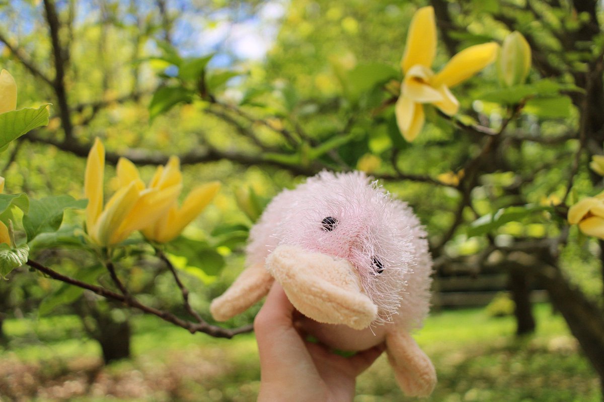pinkyy997's tweet photo. from my kinztagram #webkinz https://t.co/JpXpEue6JA