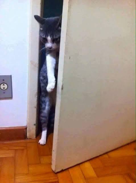 DaamyMartins's tweet photo. Eu chegando no tt depois que Meu Instagram fechou sozinho na minha cara, DU NADA. 🤡🤣 https://t.co/epNjZMyY54