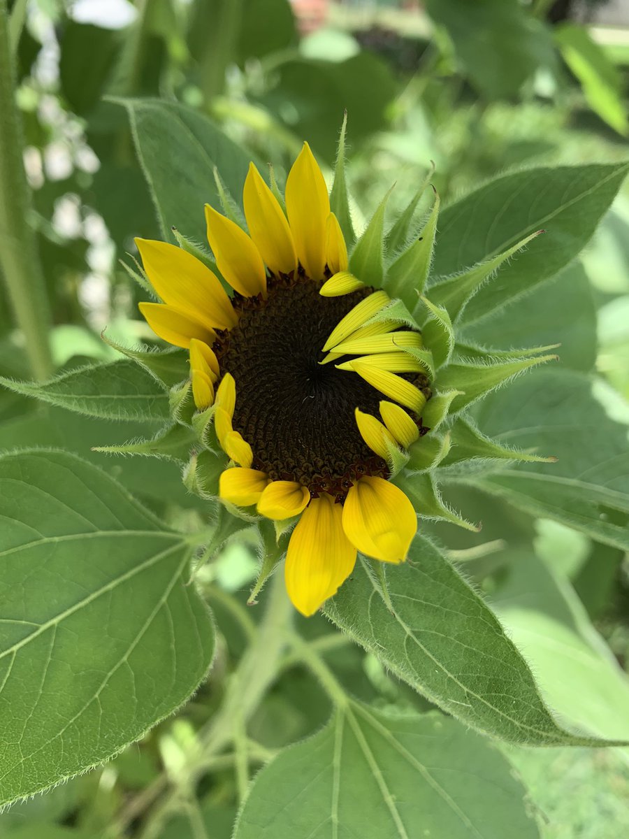 BNDandP's tweet photo. Guess what! One of the sunflowers is starting to ACTUALLY open up! So I took some photos! Stay tuned!
.
.
.
#sunflowers #floral #photography #floralphotography #flower #nature #horticulture #plants #outdoors #business #kansas #holton #topek #smallbusiness https://t.co/Yv9Pr52AsK