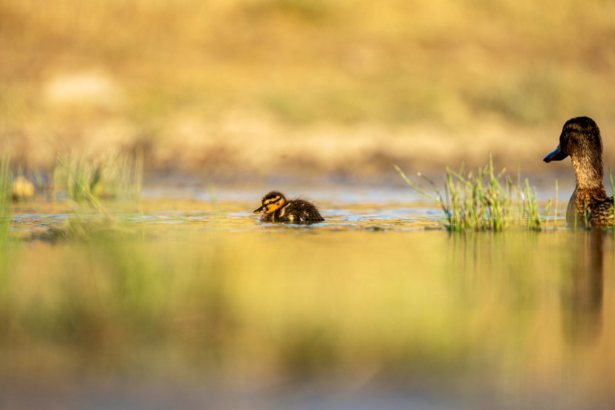 BASKPhotography's tweet photo. Been to the lakes today. 

#sigma #Sony #Ducks #pic #photography #Photos #PhotoOfTheDay #photo https://t.co/rIaJD7KZbo
