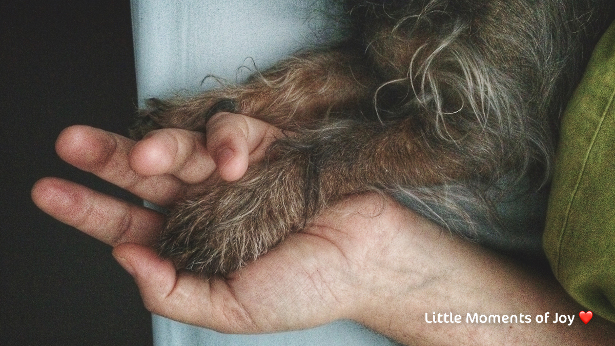 When your dog rests a paw on you to say, "It's OK, we've got this."

#CESARCuisine #CESARLoveThemBack #WeDontDeserveDogs #LoveDogs