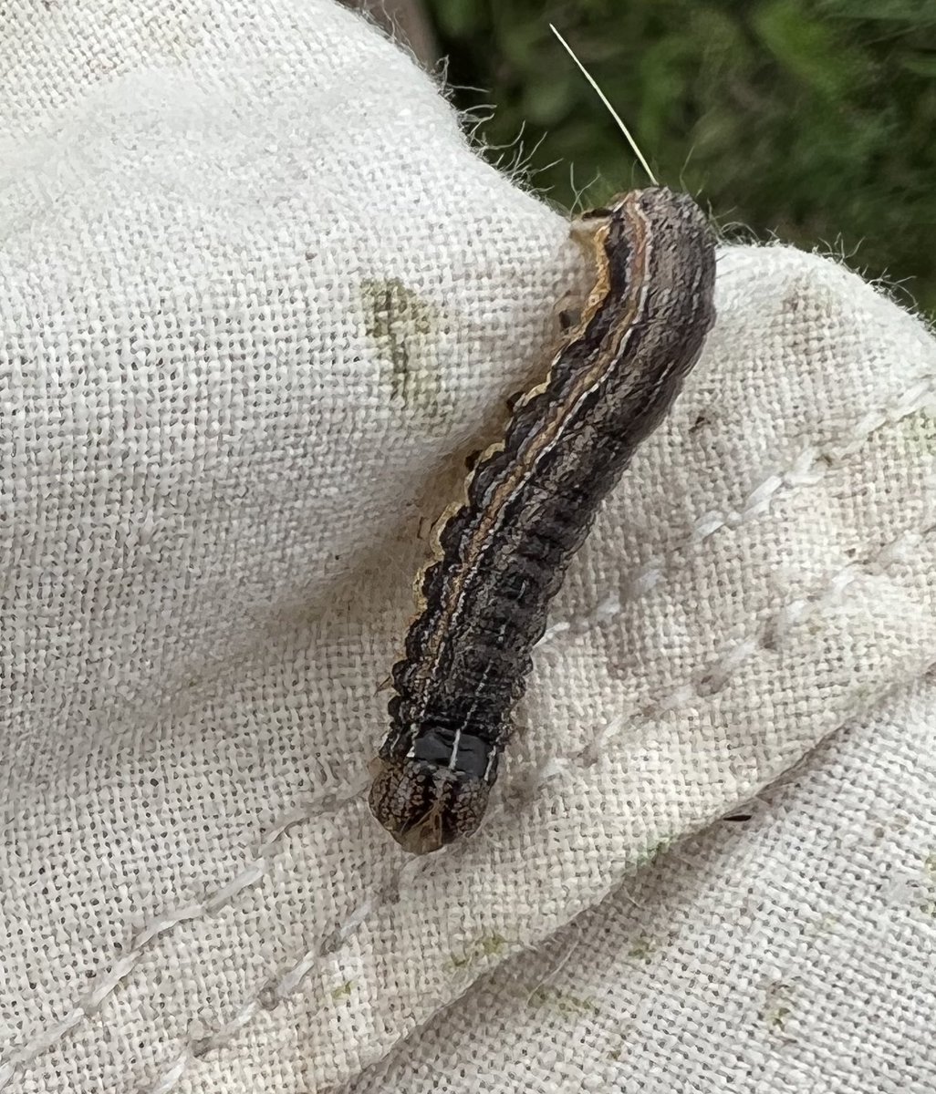 True armyworm caterpillars spotted in wheat at the SDSU Northeast Research Farm. So far defoliation is minimal, but wheat should be scouted from now until harvest to monitor populations. extension.sdstate.edu/true-armyworm-…