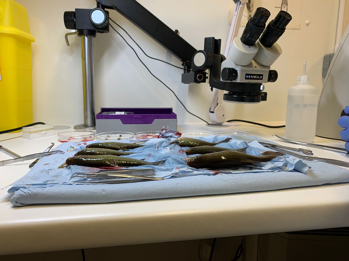 Yesterday @EnvAgencyMids #FisheriesOfficers provided support to #Gloucester #AnglingClub A sample of fish were removed to be health checked at @FishLab_EA Hopefully we will receive a clean bill of health so we can safely move the fish to a new pool. Supported by the #RodLicence