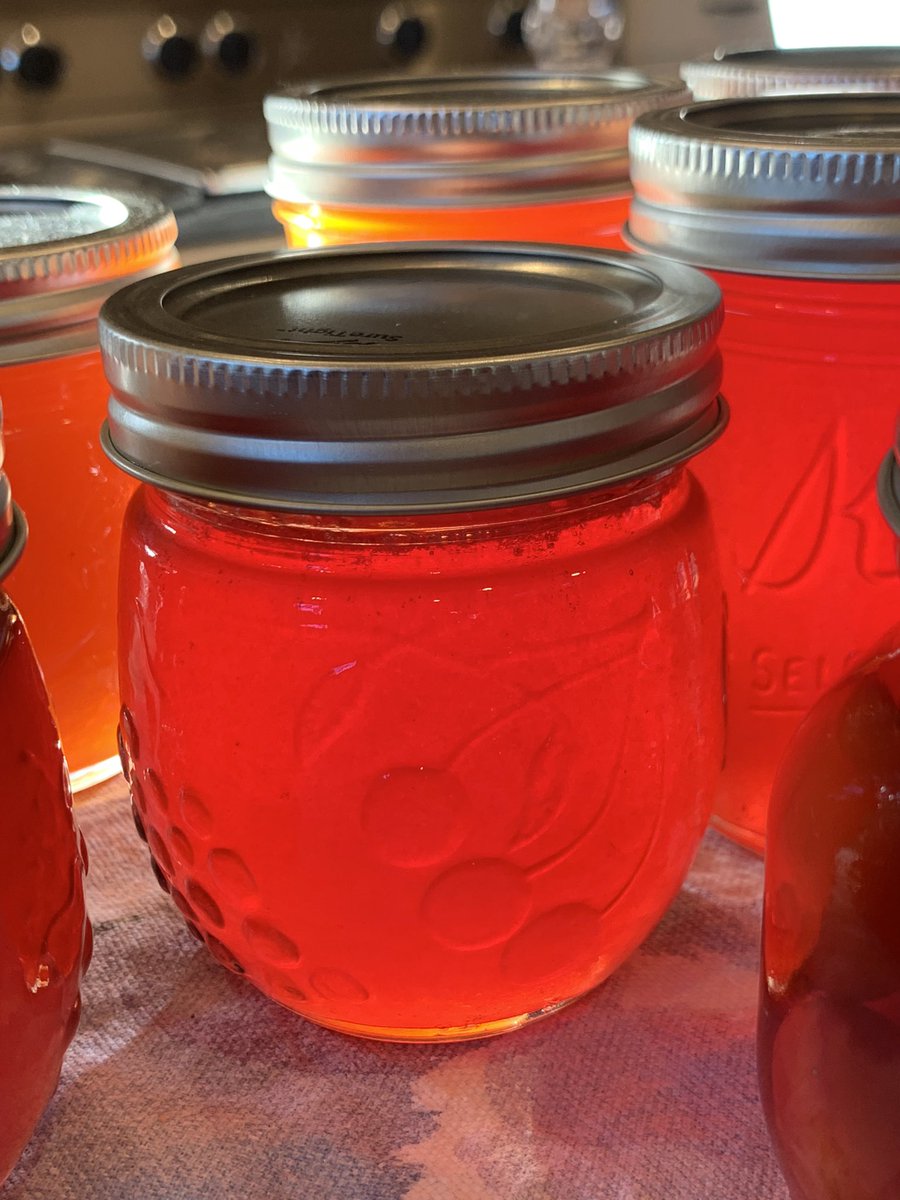 LGCSmith's tweet image. Dolgo crabapples are ripe! Made jelly and pickled some. So pretty on the kitchen table.