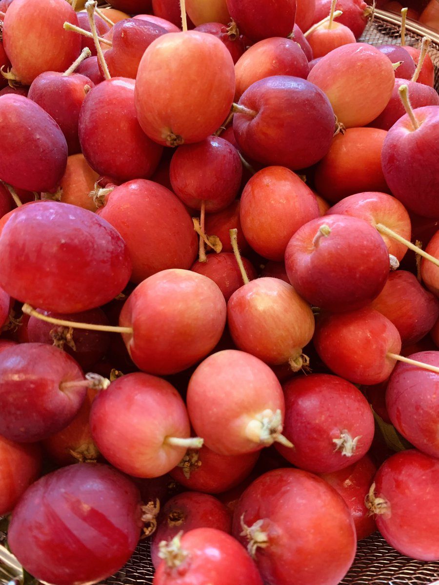 LGCSmith's tweet image. Dolgo crabapples are ripe! Made jelly and pickled some. So pretty on the kitchen table.