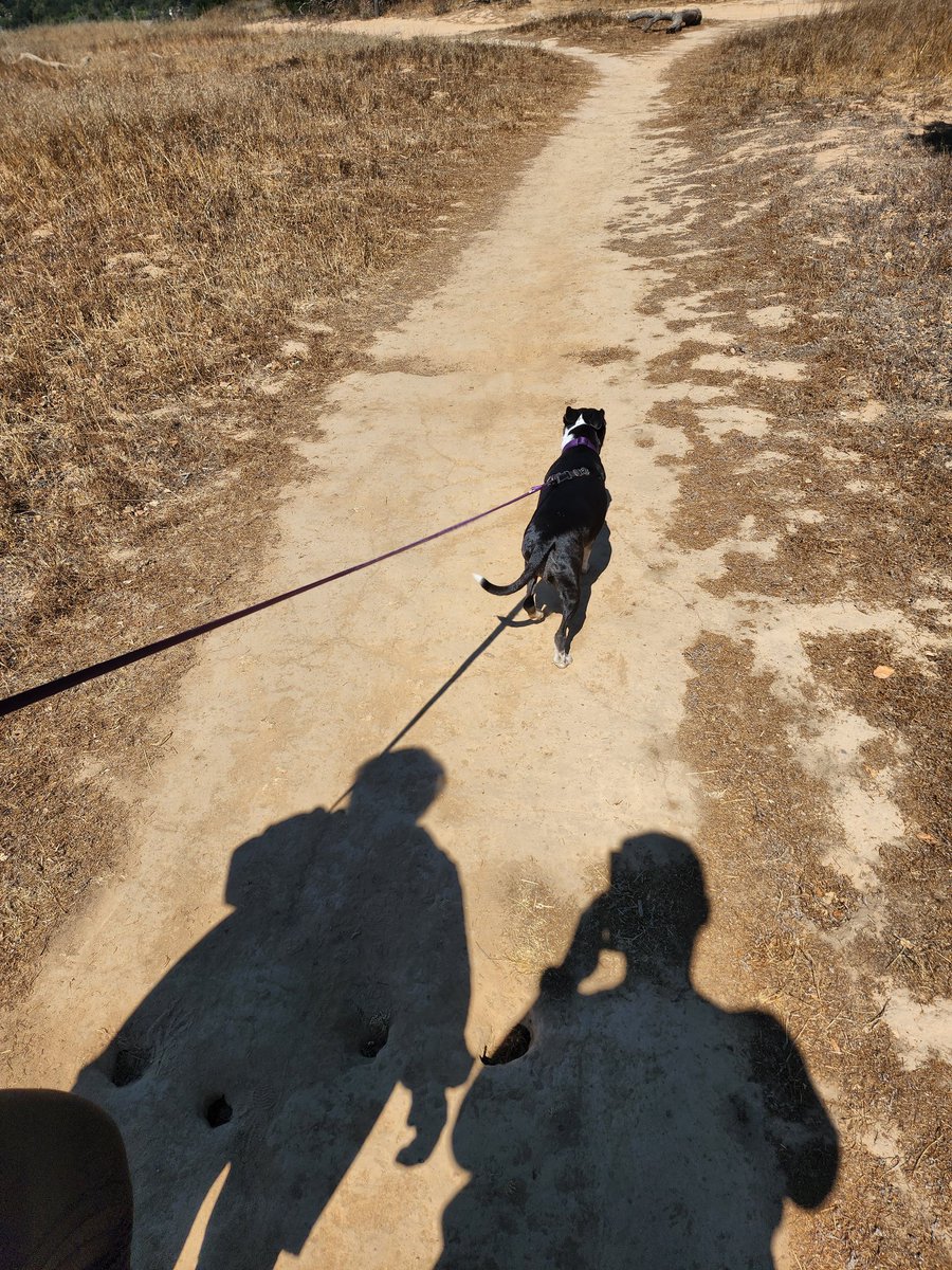 griz1's tweet photo. Nice hike with Holly & @thefluffa thru #Ojai Meadows Preserve yesterday! Squirrels, scrub jays, hawks, lizards & other #dogwalkers! @hikingwithfido @dayhikingtrails @cityofojai @OVGC @AmericanHiking @HikingAndNature @LAHikingSociety @somanyparks @LosPadresNF #OVLC #OjaiValley https://t.co/hWg7nfrI8f