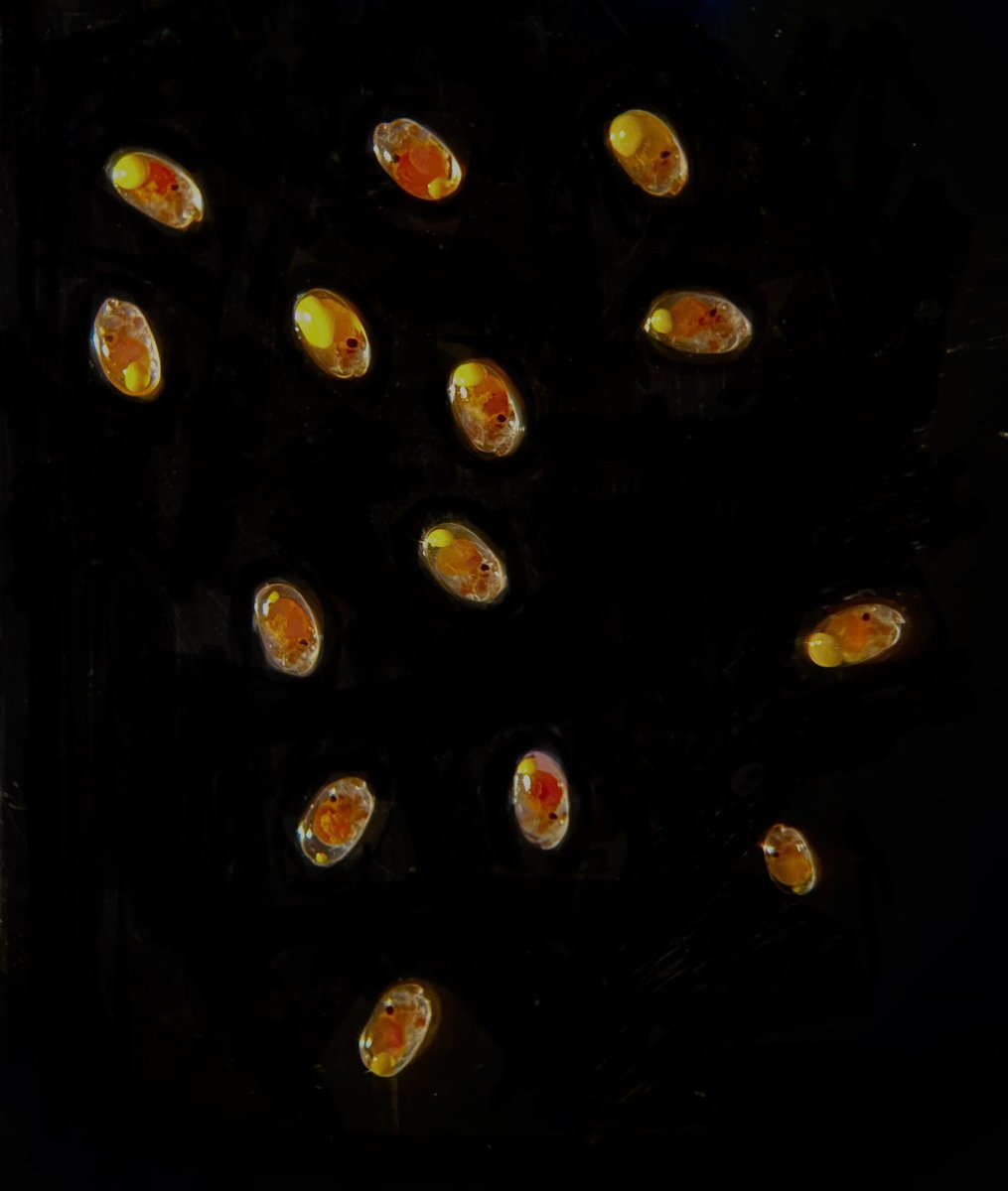 Rebecca Varney tweet media