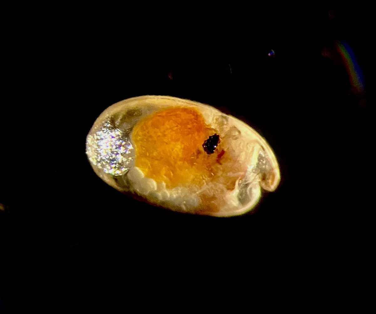 Rebecca Varney tweet media