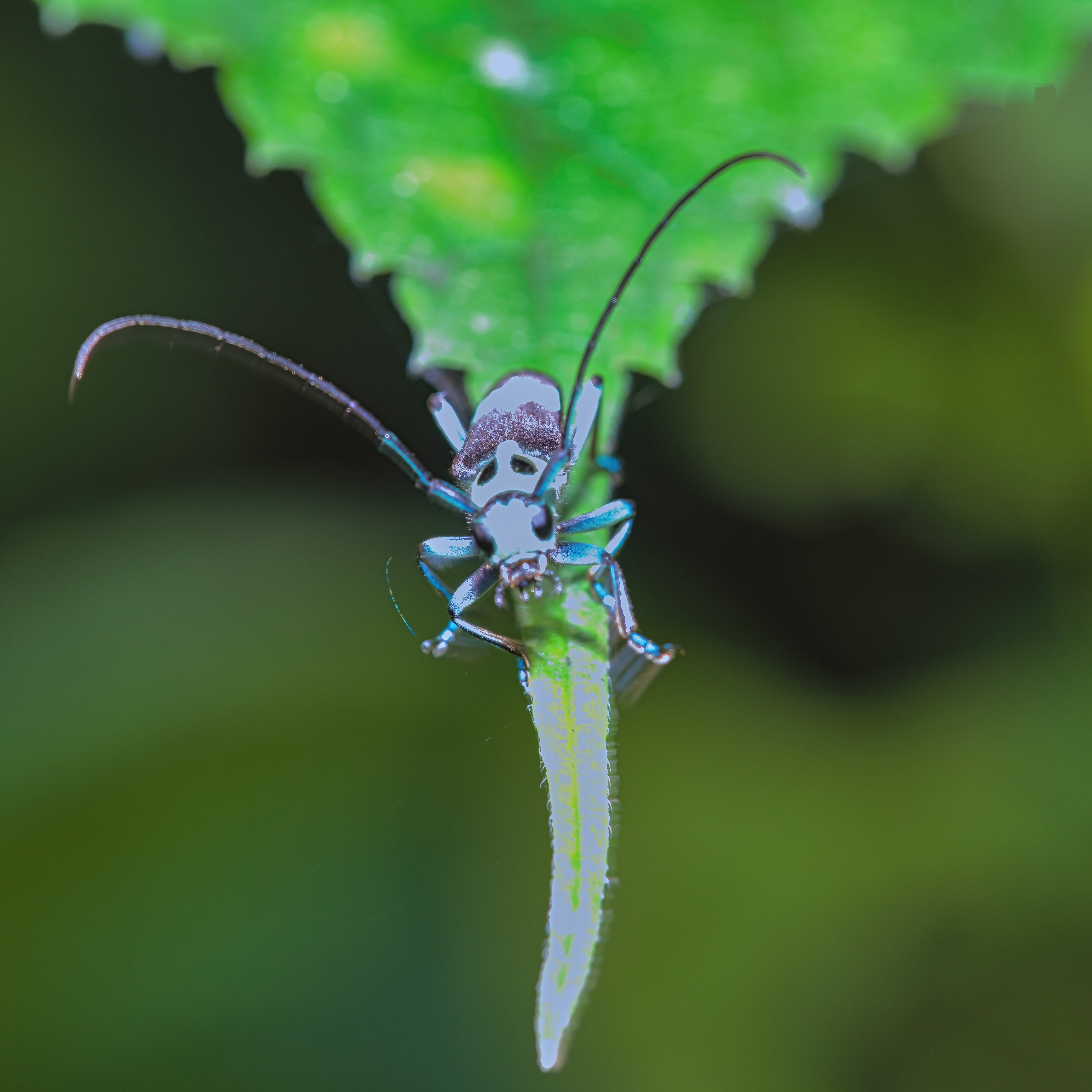 Longhornbeetle Twitter Search Twitter