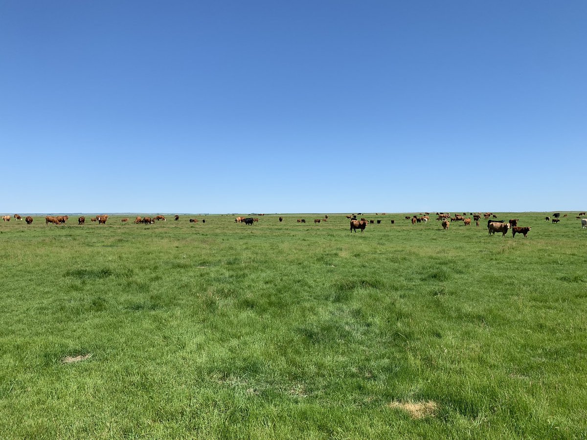 Treated one momma in the pasture this morning. She even cooperated with us to boot! #cattle #grazing #AgTwitter