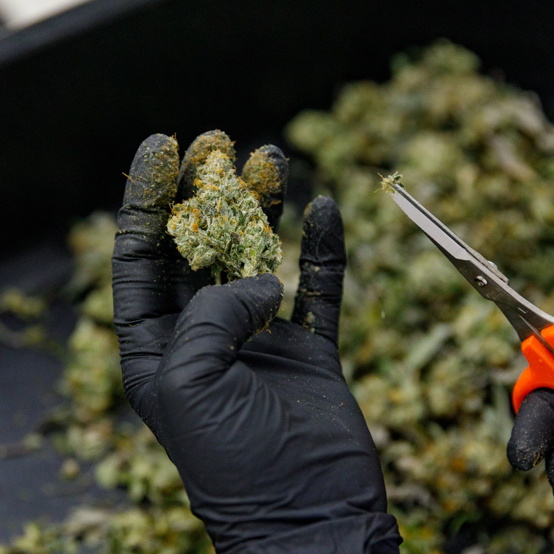 Here is our BC craft bud getting the full salon treatment. Seasoned technicians use careful hand-trimming to remove all the leaves and stems, while preserving the natural shape and structure of our premium #craft flower. #BCbud #ANewAltitude