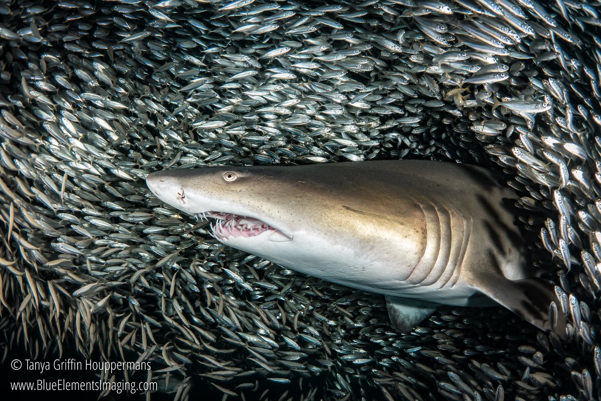 SpotASharkUSA's tweet photo. (2/2)
#Sharks also face several threats, with significant declines in certain populations worldwide. 
Take a few moments today to appreciate and learn more about these diverse, important, and wonderful animals! 🦈
📸 Blue Elements Imaging and Exploration
📸 Frank Krasovec https://t.co/9BEmhX7ikc