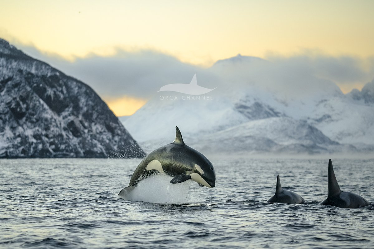 OrcaChannel's tweet photo. Happy World Orca Day 2022! 

#orca #orcas #worldorcaday #killerwhale #killerwhales #spekkhogger 

https://t.co/eLyQpcZAYZ https://t.co/YAlq7w7X8r