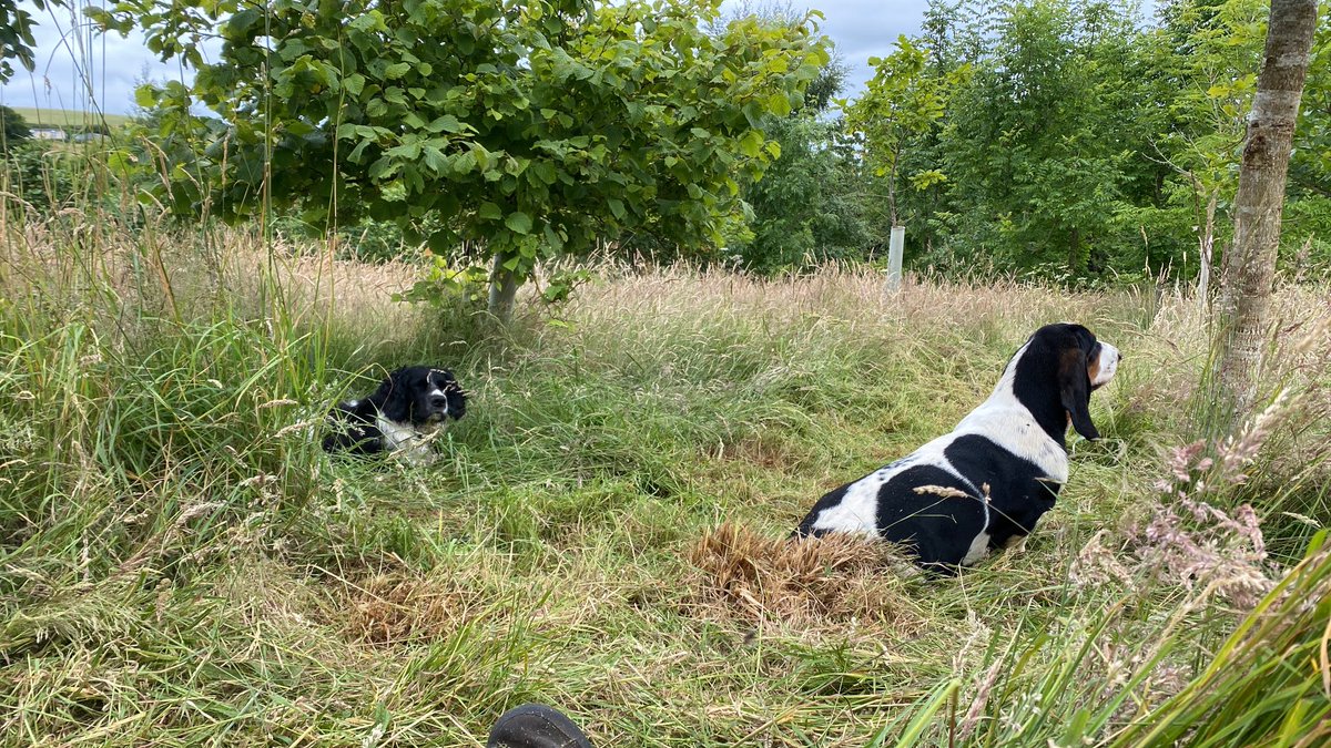 Guard dogs at the site, guarding…nothing.