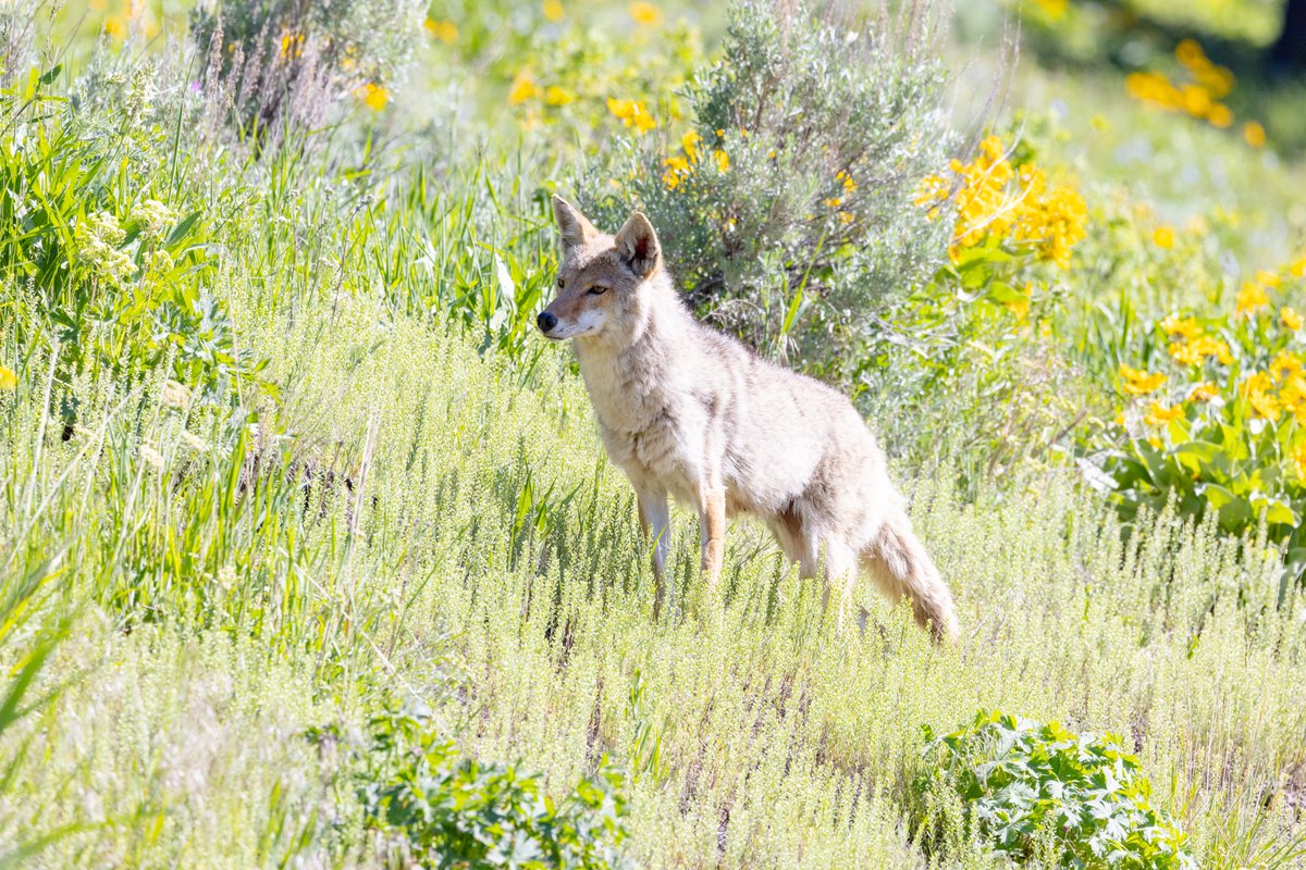 YellowstoneNPS tweet picture