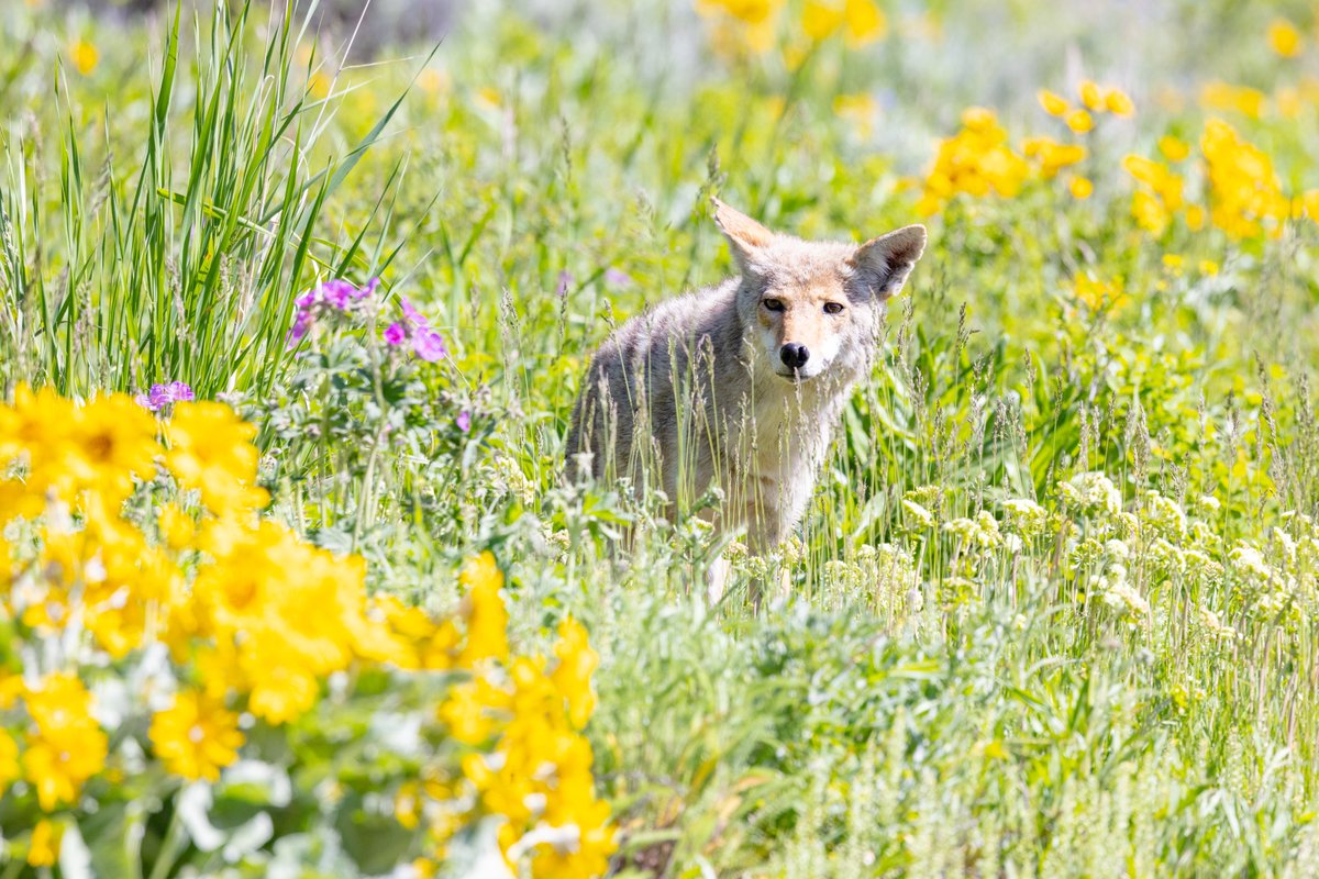 YellowstoneNPS tweet picture