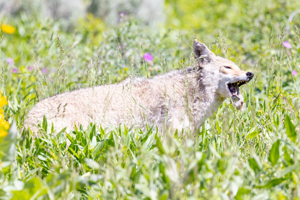 YellowstoneNPS tweet picture