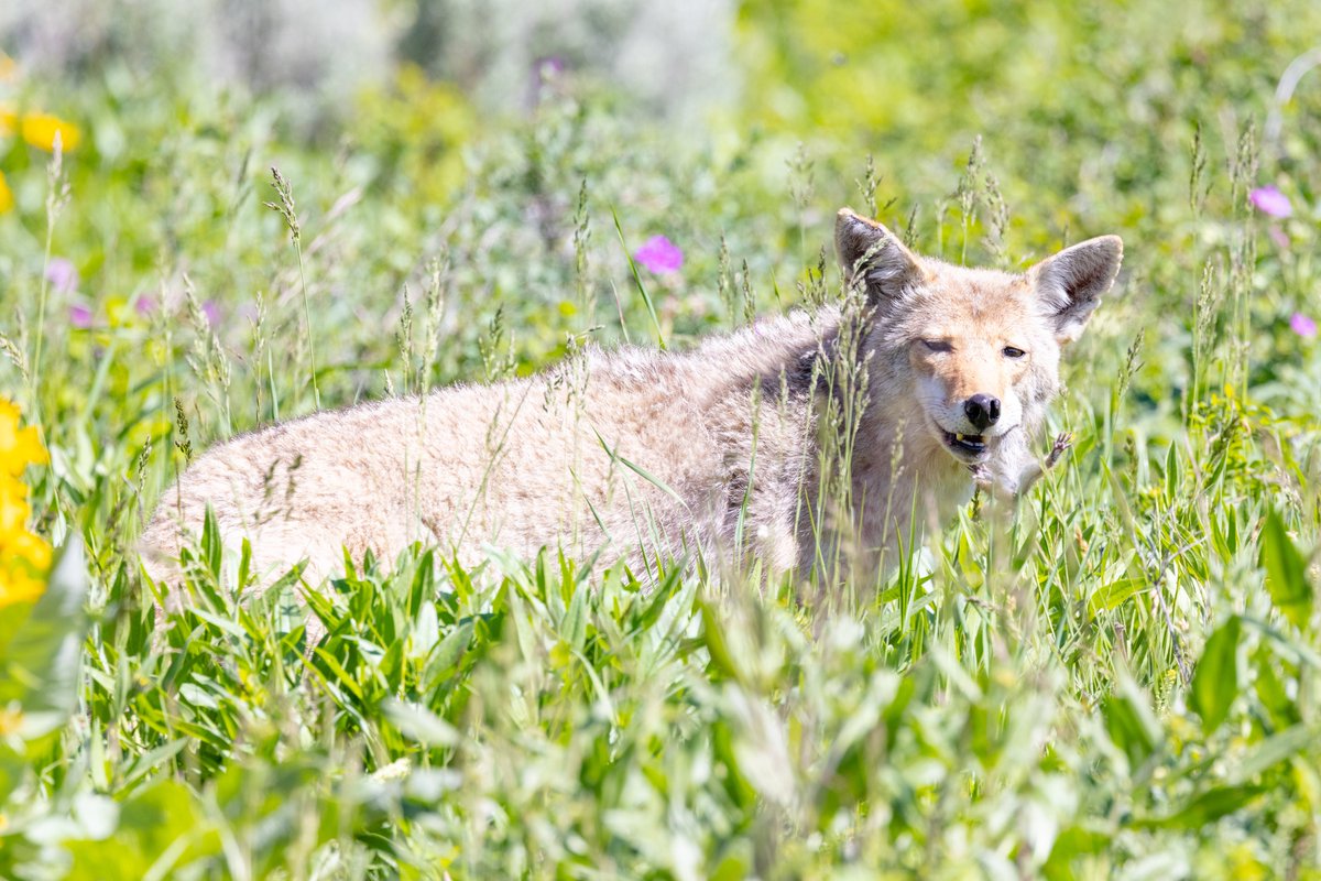YellowstoneNPS tweet picture