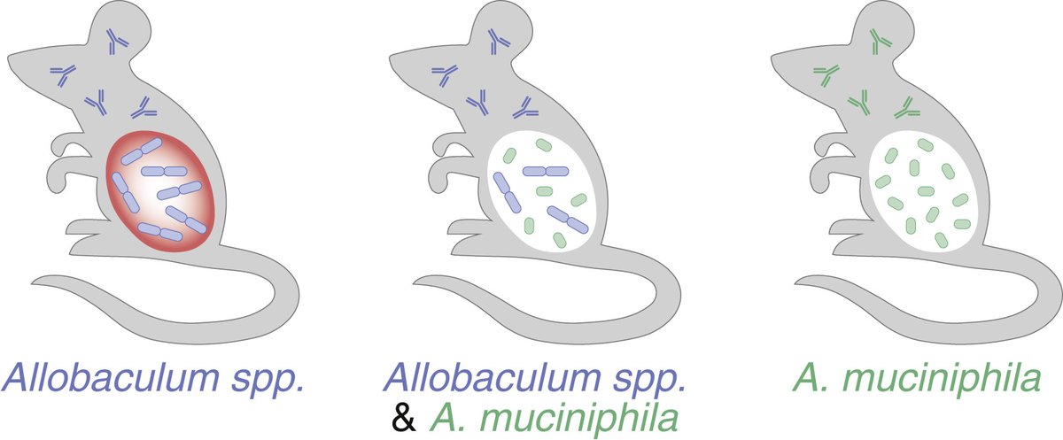 cellhostmicrobe's tweet photo. Gut #microbiota gestalt. @Immuno_Mike @Jonyyboy_ &amp;LeBlanc discuss work of Palm lab @YaleIBIO showing interactions between commensals reciprocally modulate host immune response to each microbe, dampening #inflammation caused by one &amp; Ab responses to other https://t.co/I15uqv2nv4 https://t.co/ScSRjDbIun
