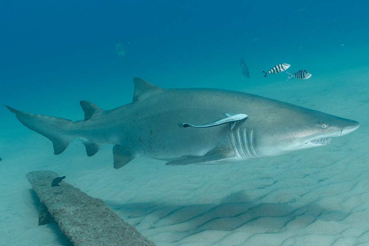 SpotASharkUSA's tweet photo. (1/2)
You've likely seen today (July 14th) is #SharkAwarenessDay 🦈
There are >500 shark species w/ more being discovered by scientists w/ advancements in research. #Sharks of all shapes &amp; sizes play critical roles in the health of our world's aquatic ecosystems!
📷 Shawn Harper https://t.co/yIchoRlUfT