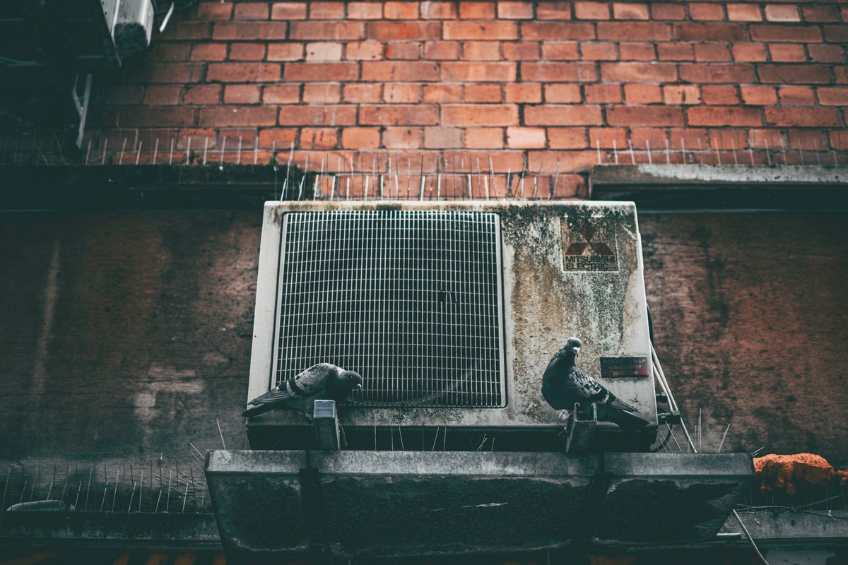 All these pigeon spikes and they still couldn't stop them.

#Photography #Wildlife #Animals #Bird #Birding #Pigeon #Urban #City #PigeonSpikes #Gringe #NorthernIreland #LoveBelfast