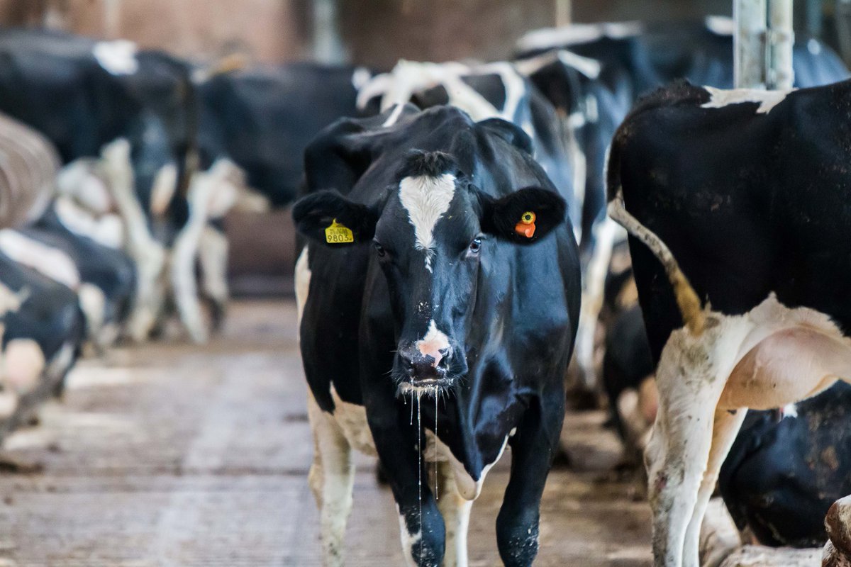 CowManager's tweet photo. Why should you choose for #CowManager? CowManager is founded by #farmers! We are a 100% independent family-owned business with many dairy experts & multiple test farms worldwide. Our drive is to create a valuable product for happy & successful farmers 🐮👍 https://t.co/9kqx7i3fZv https://t.co/Lv13gbzyU8