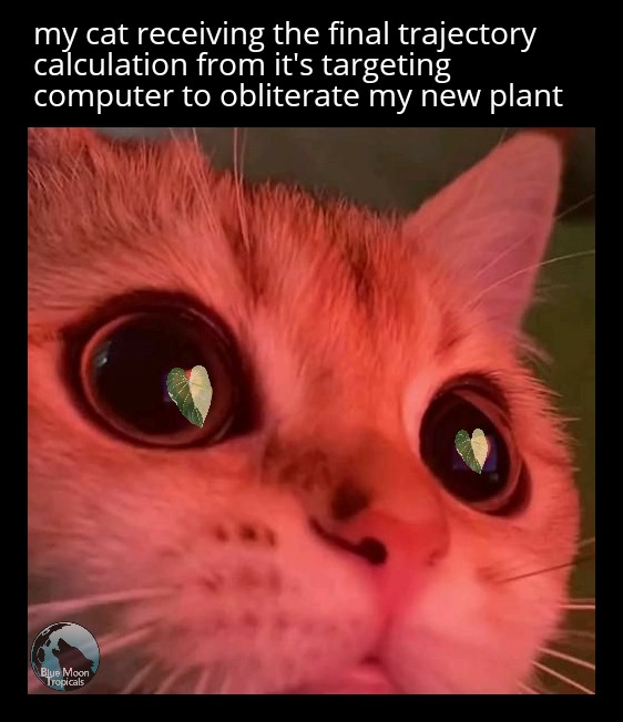 BlueMoonTropics's tweet photo. Shout out to all 3 of my followers♥️ #plantmemes #memeswithplants #plantparentmemes #plantparents #humor #sillymemes #plantsofinstagram  #plantlife https://t.co/5u9YIzKEON