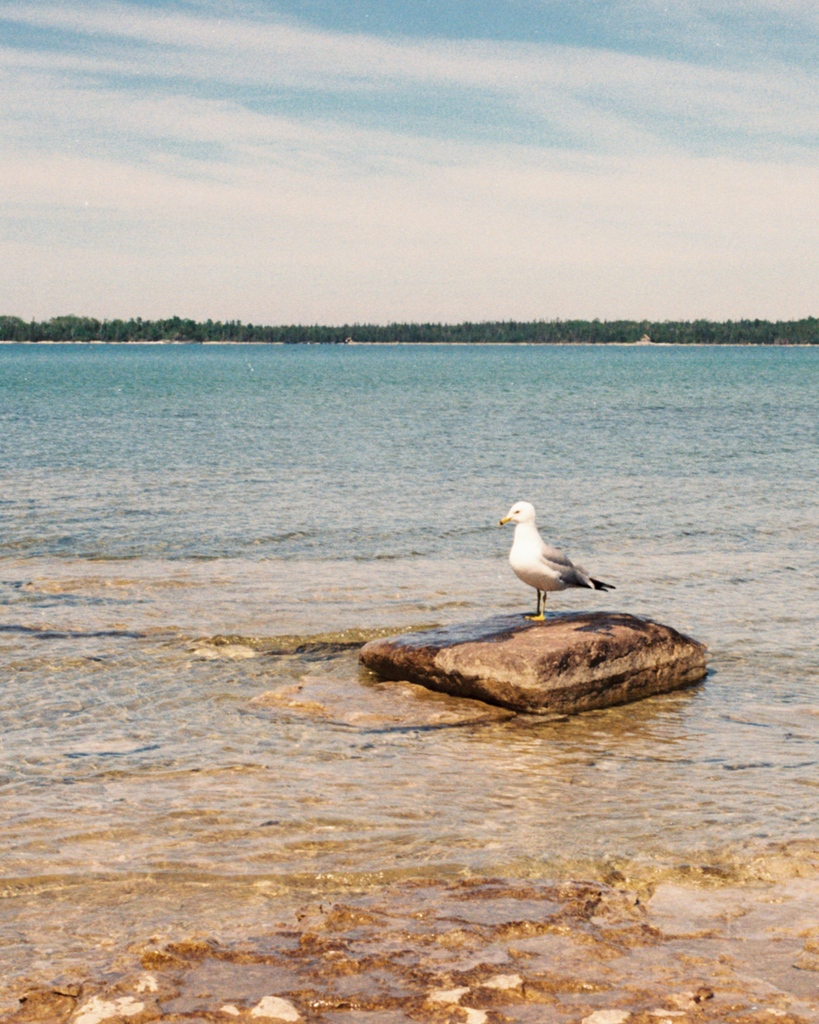 Manitoulin on Film | Part II
📷️ Canon AE-1
🎞️ Kodak Pro Image 100

#35mm | #DiscoverON