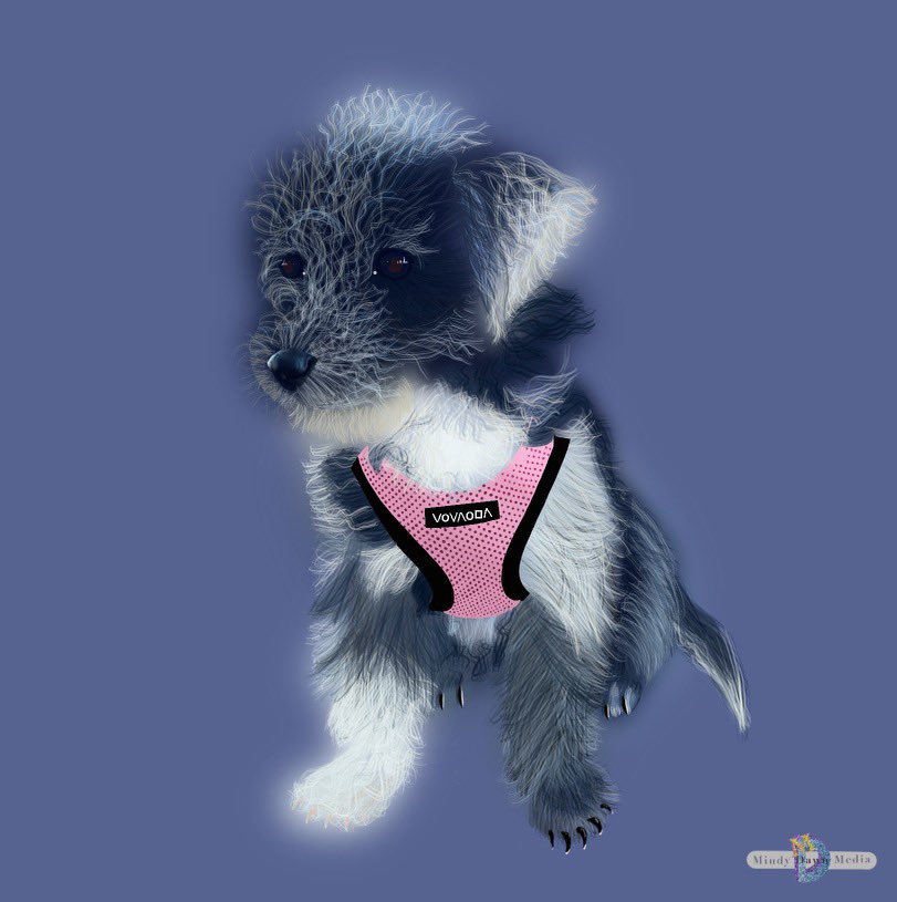 mdwhitton44's tweet photo. @indiegirlsnft @artlylee1 This is Leah! she's a year old Maltese Mini poodle! 🐕‍🦺🦴 https://t.co/jkanCMUAdn