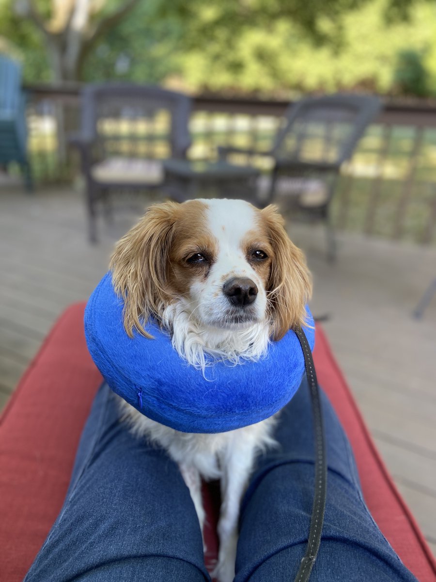 DebComanWriting's tweet photo. @MadalynSklar Hello from Sammy on the mend

#TheDogsOfTwitterSmarter #TwitterSmarter https://t.co/ELTH94lcn4