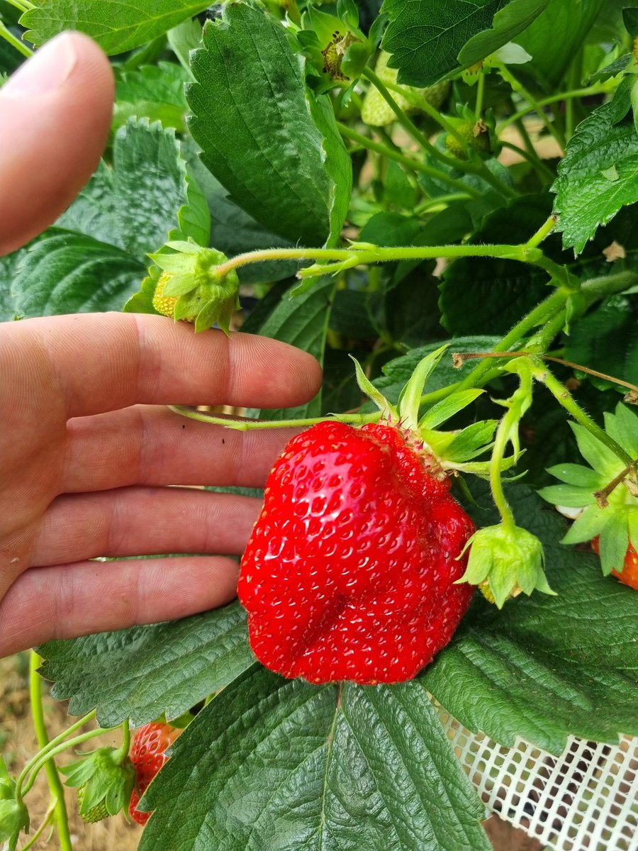 Dan Hawes tweet media