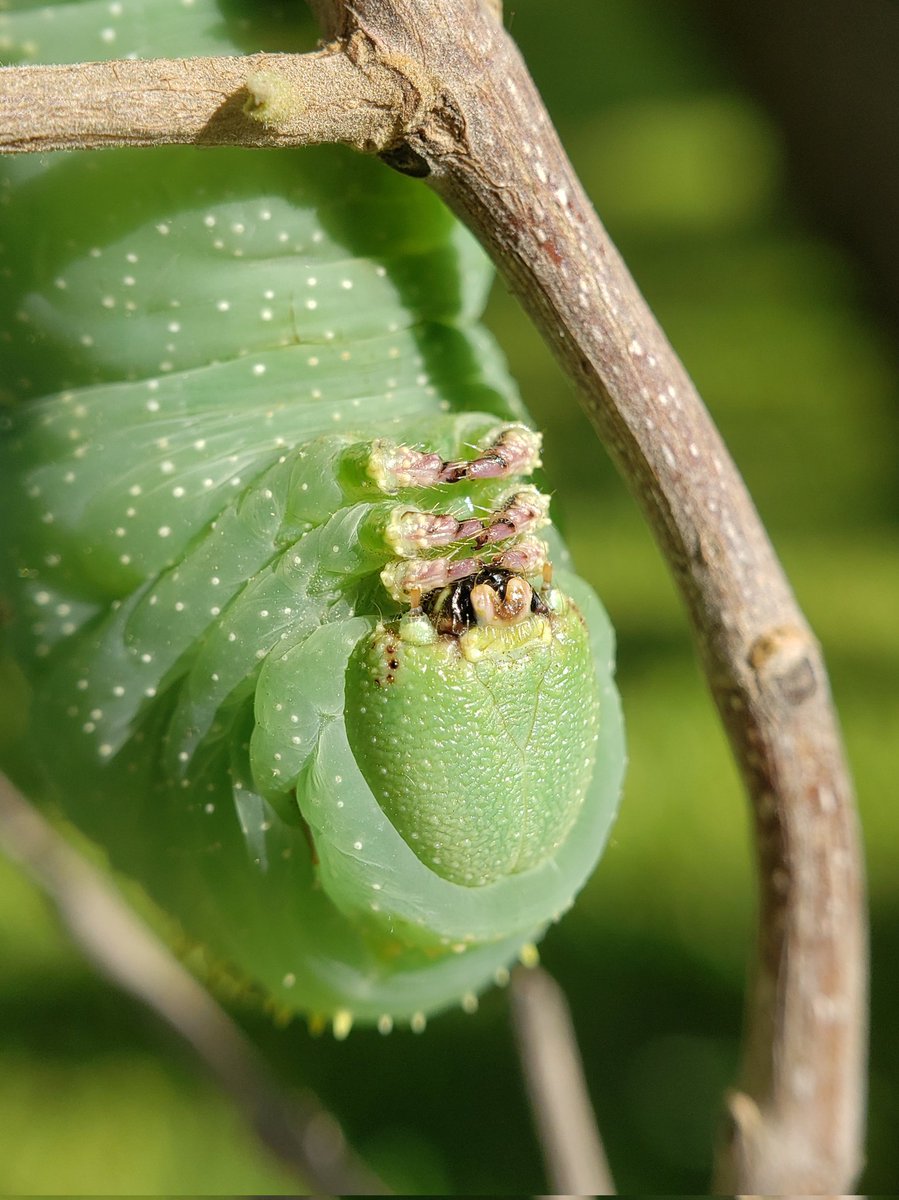 bugsicles's tweet image. Last September, I found a mondo caterpillar with a face only a moth could love. Could I take care of it and witness its transformation I wondered? (Chuckwalla for scale)