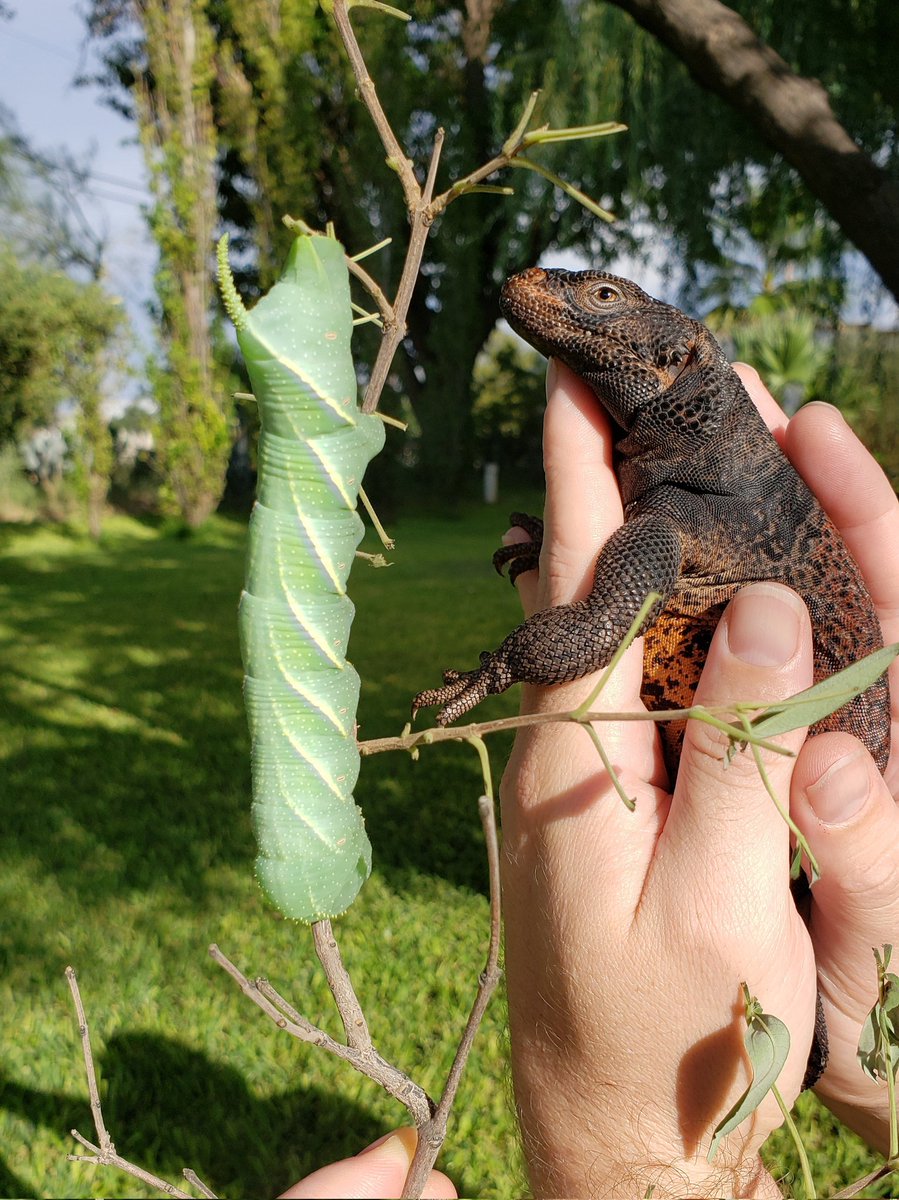 bugsicles's tweet image. Last September, I found a mondo caterpillar with a face only a moth could love. Could I take care of it and witness its transformation I wondered? (Chuckwalla for scale)