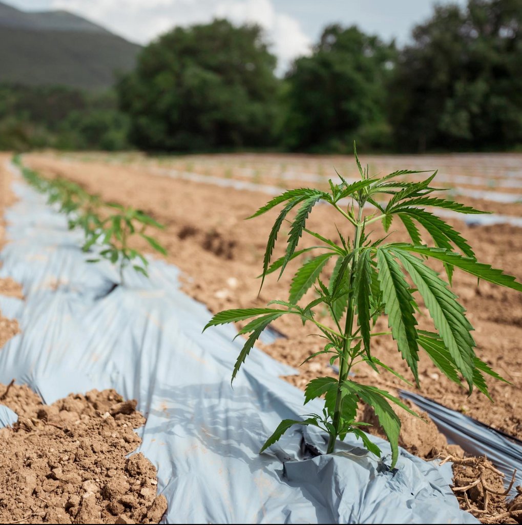 🌱 ¿Por qué registrar una nueva variedad de #cáñamo en el Catálogo Común de la UE? El proceso es largo y tedioso, pero el esfuerzo vale la pena: la genética certificada es sinónimo de seguridad, calidad y legalidad.

+ info👉🏻enecta.es/blogs/cbd/de-n…

#enecta #cbd #cbg #cultivo