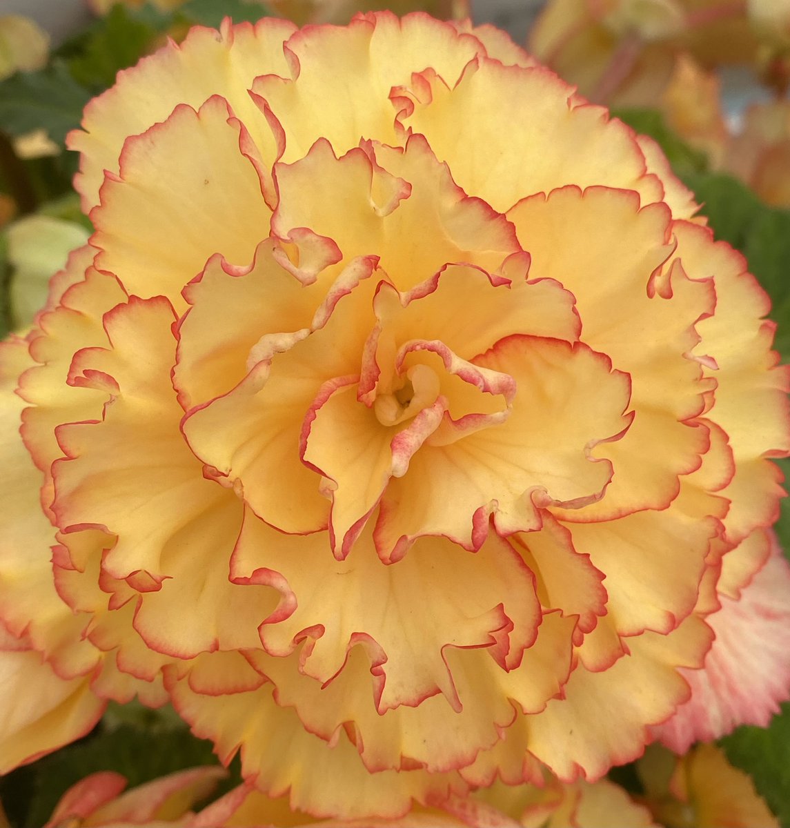 zebeszebra's tweet photo. It’s a #SummerVibes kind of day. #begonias @whiteflowerfarm https://t.co/tSnuUDDqPQ