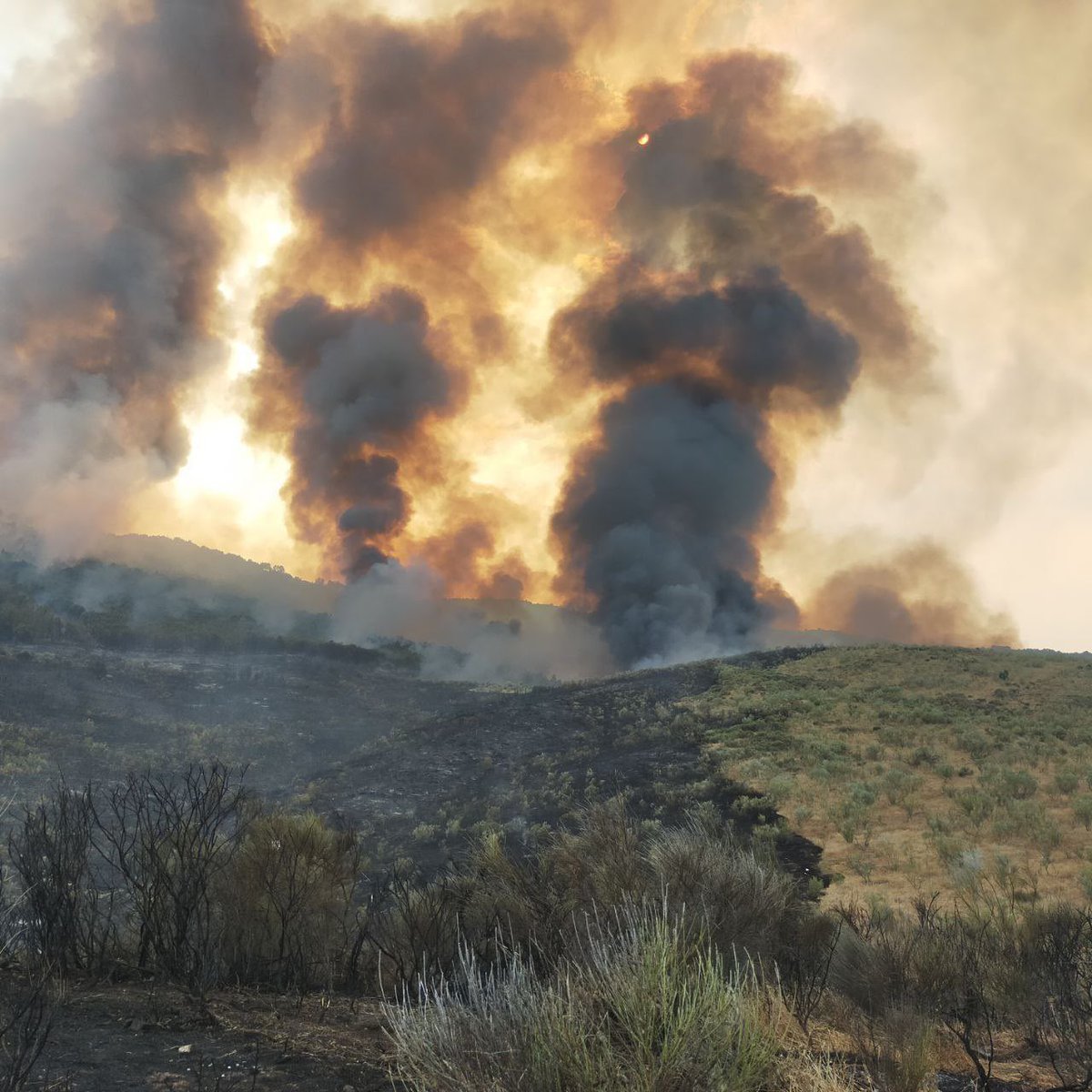ARDE EL PARQUE NACIONAL DE MONFRAGÜE (#IFMonfragüe)
El incendio, que ha comenzado poco antes de las 16:00h por debajo del antiguo hostal restaurante Torre Eiffel, ha avanzado muy rápidamente, entrando en el Parque Nacional por la umbría de La Moheda. (Hilo 1 al 7)