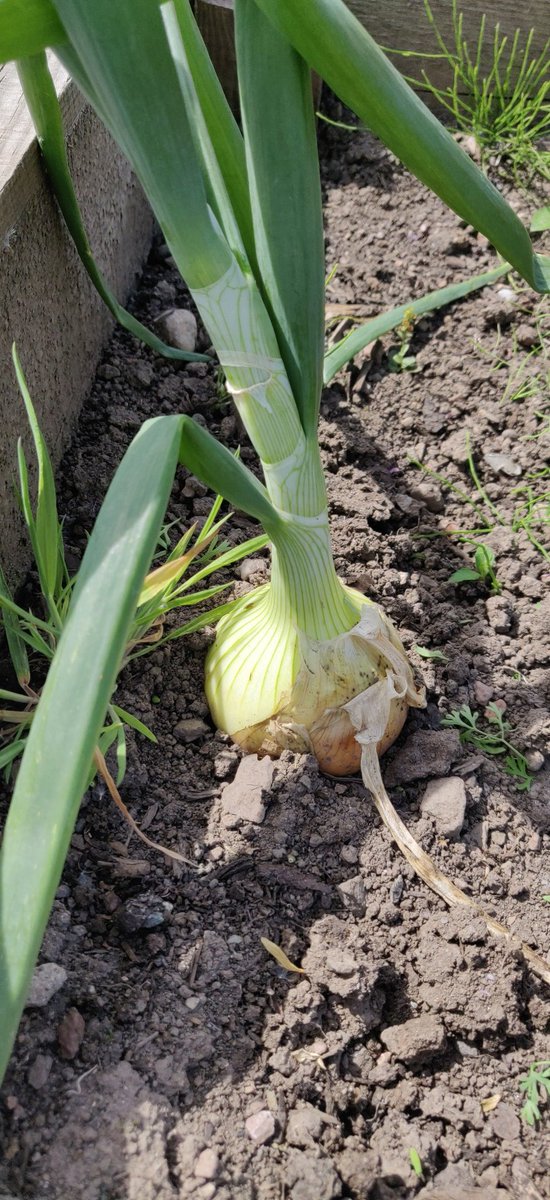 Stunning afternoon to spend in the school garden.Amazing how much growth there is, including weeds!Pop down and try some peas and berries. A few onions are ready too.🍓😋 Water butts are full and watering cans are available if you fancy pottering; or sit and relax.<a href="/ST_NINIANS_PS/">St Ninians Primary School Stirling</a>