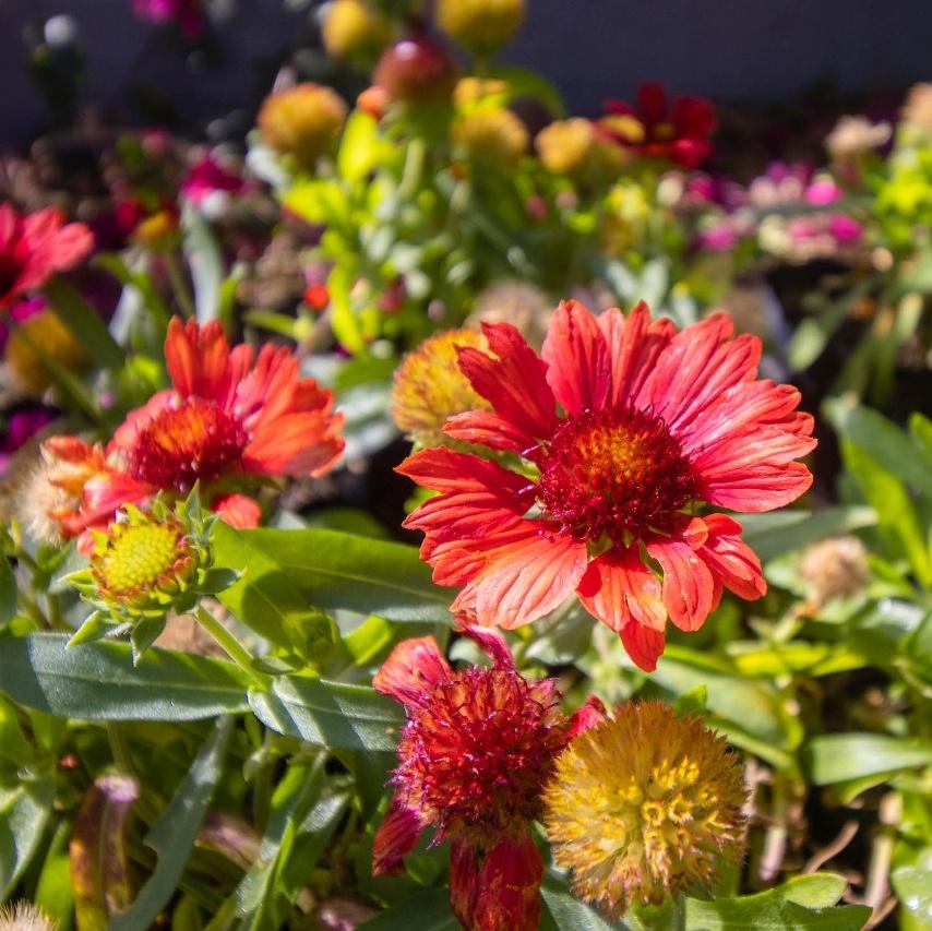 SEDEMA_CDMX's tweet photo. #Entérate: 5 mil plantas de las que usaremos en el proyecto de #JardinesParaLaVida fueron producidas en el vivero de San Luis Tlaxialtemalco que administra nuestra #DGCORENADR 🌹🌱🌸. Este año capacitaremos a más mujeres en jardinería especializada en #Polinización. https://t.co/d4dmBzJh6M