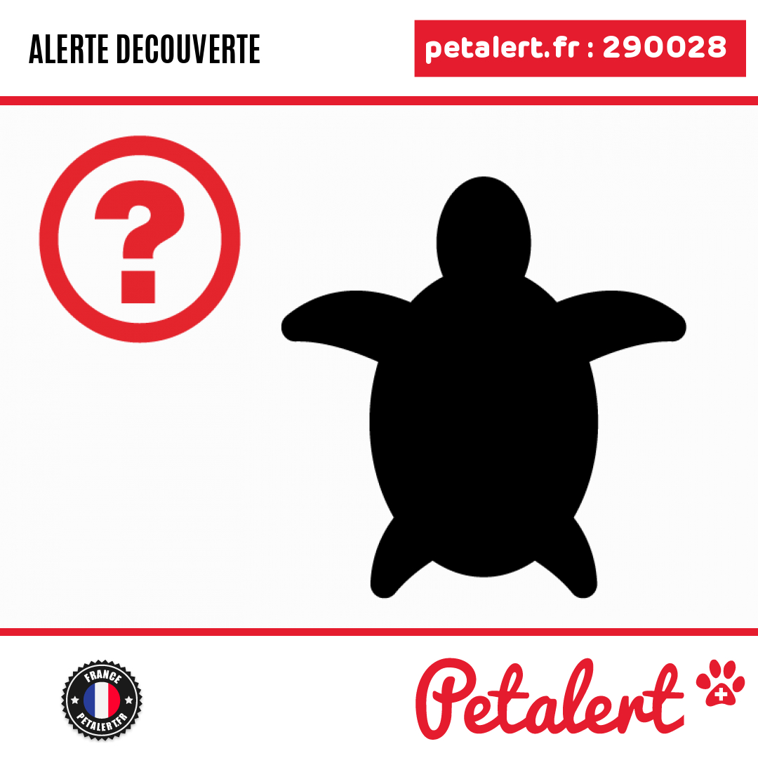 petalert_france's tweet photo. Trouvé #Tortue #CharenteMaritime #Marsilly #Petalert #PetAlert17 / https://t.co/LgewNIn2TQ https://t.co/wR9hBsftUx