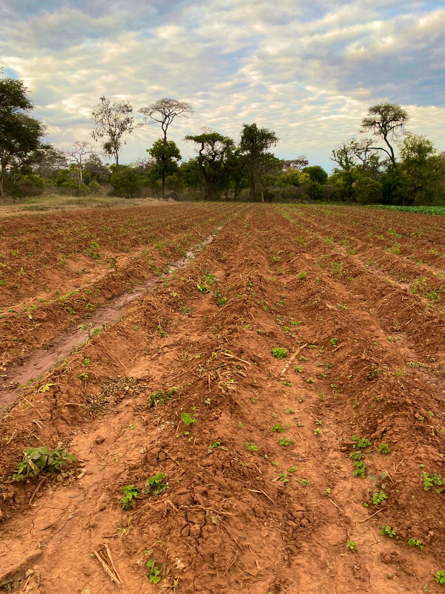 PoteDior's tweet image. Winter is going so are these crops soon. The issue of battling with high input cost,diseases pressure,escalating labor cost,All this wake you up in your cozy dream.  market behavior and trends create goose bumps.Bucket full of paranoia. Nevertheless Farming is Therapetical