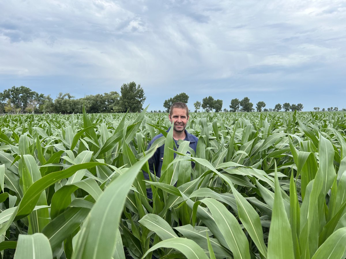 TH 6182 supplied by Wesmar Seeds and planted May 17 now shoulder height on its way to some amazing tonnage ⁦<a href="/thunder_seed/">Thunder Seed</a>⁩ ⁦<a href="/cndaggie/">David Chappellaz</a>⁩ ⁦<a href="/CameronHild/">Cameron Hildebrand</a>⁩ ⁦<a href="/bsfarmzeldon/">Eldon Klippenstein…praying for sunshine</a>⁩